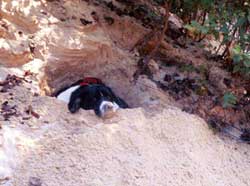 Bailey in the Sand
